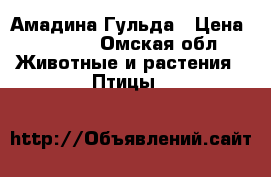 Амадина Гульда › Цена ­ 3 500 - Омская обл. Животные и растения » Птицы   